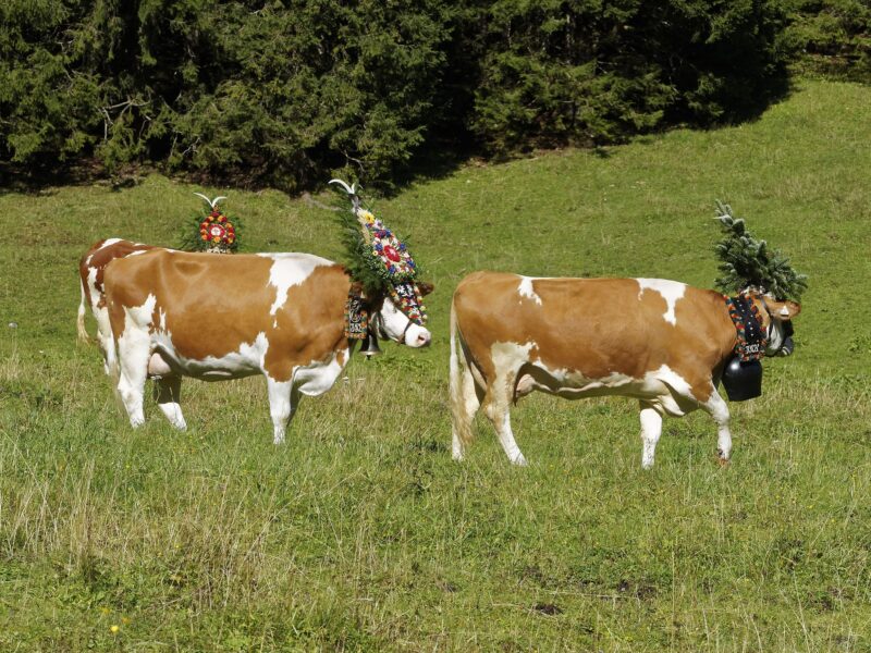 Publitour Chabannes - Transhumance et fête de la bière