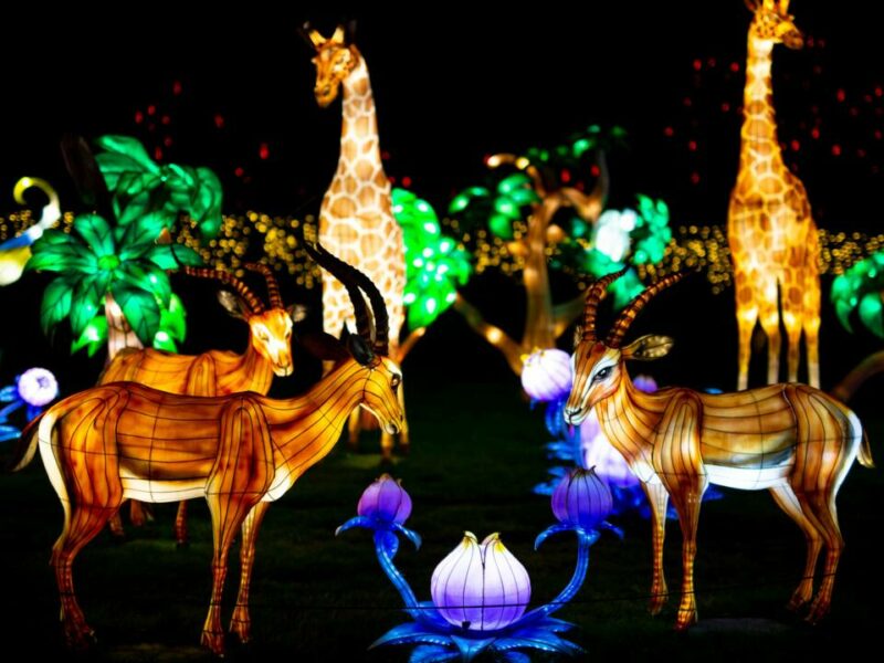 Publitour Chabannes Lumières sauvages safari de peaugres