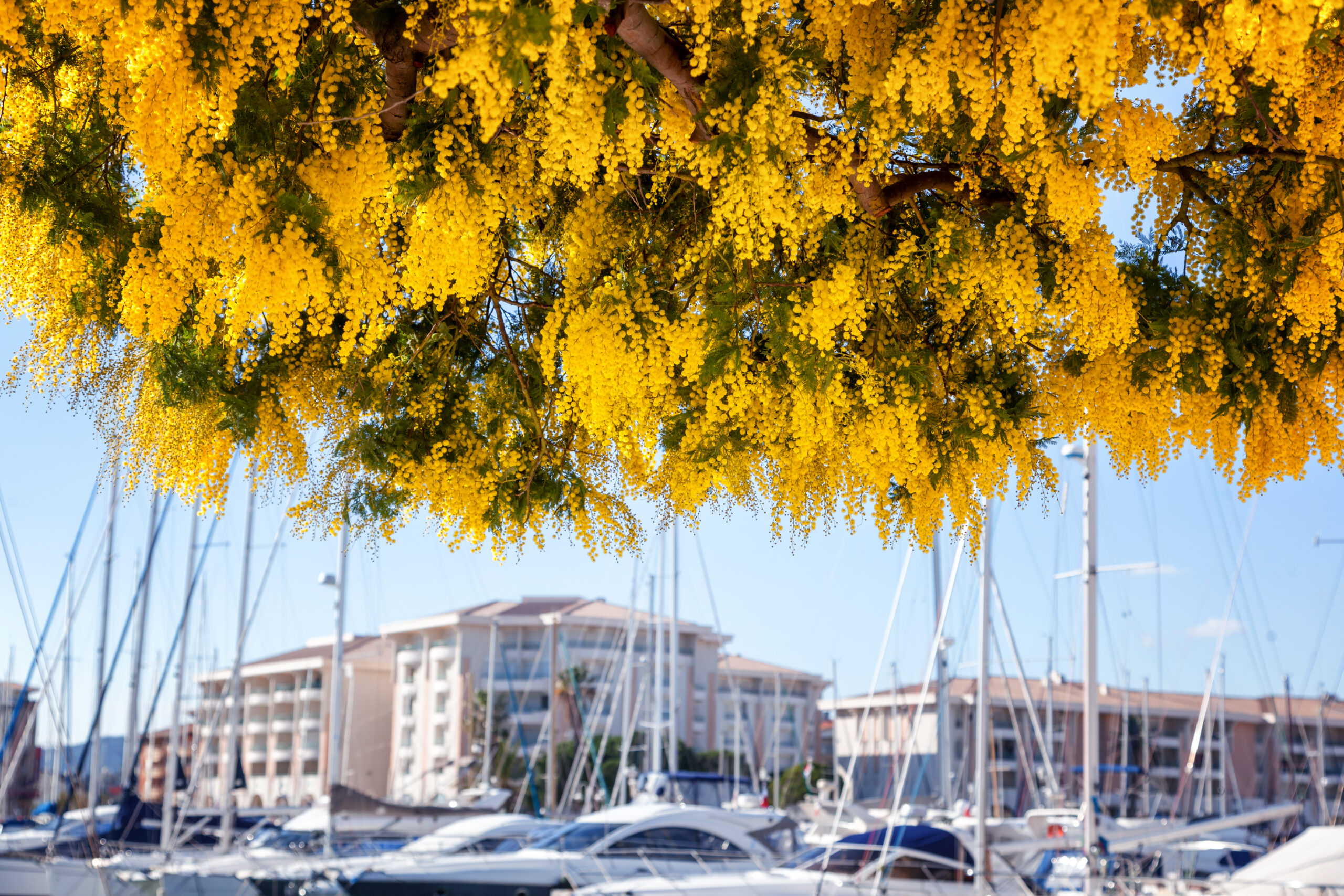 PUBLITOUR VOYAGES CHABANNES, AUTOCAR, MIMOSA, VIOLETTE, ST RAPHAEL, BORMES LES MIMOSAS, RAMATUELLE