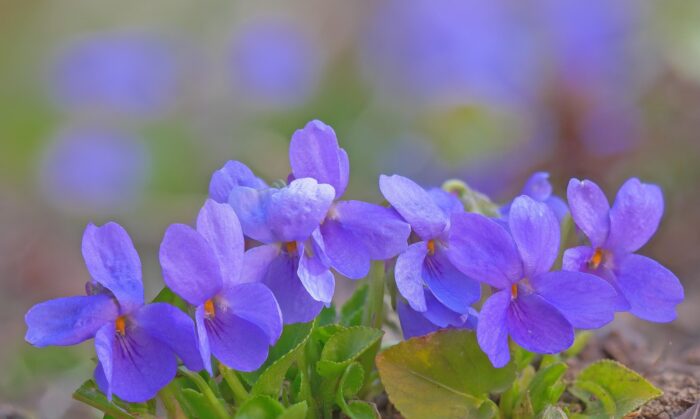 SUR LA ROUTE DU MIMOSA ET DE LA VIOLETTE – Image 4