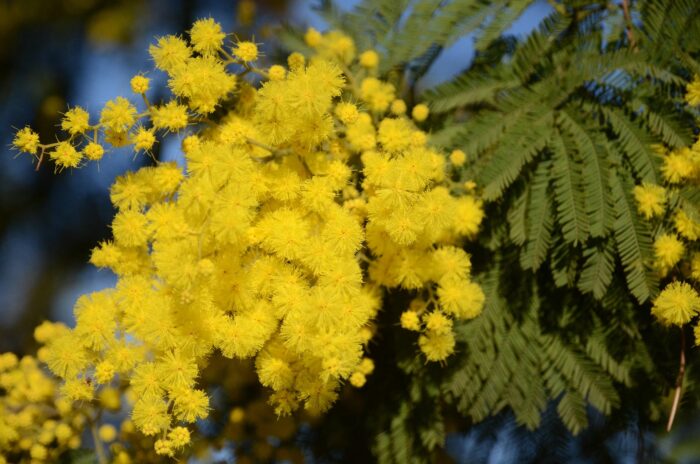 SUR LA ROUTE DU MIMOSA ET DE LA VIOLETTE