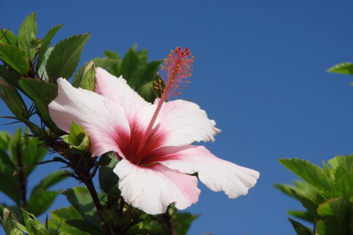 REGARDS SUR MADÈRE : SPÉCIAL FÊTE DES FLEURS