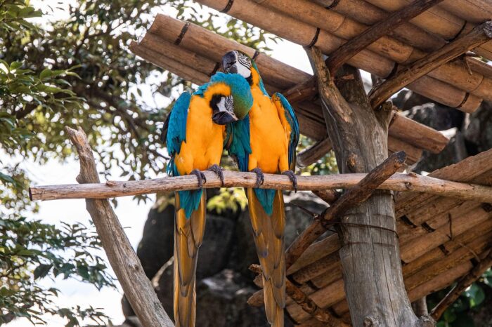 CHATILLON SUR CHALARONNE ET LE PARC DES OISEAUX