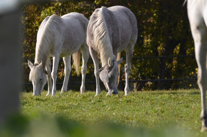 LETTRE À MON CHEVAL - DOMAINE DES MYLORDS