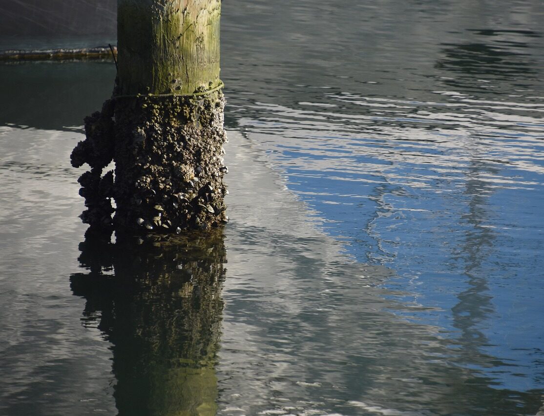 BOUZIGUES ET L'ÉTANG DE THAU