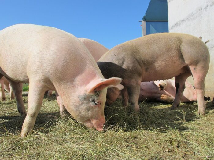 JOURNÉE COCHONAILLE