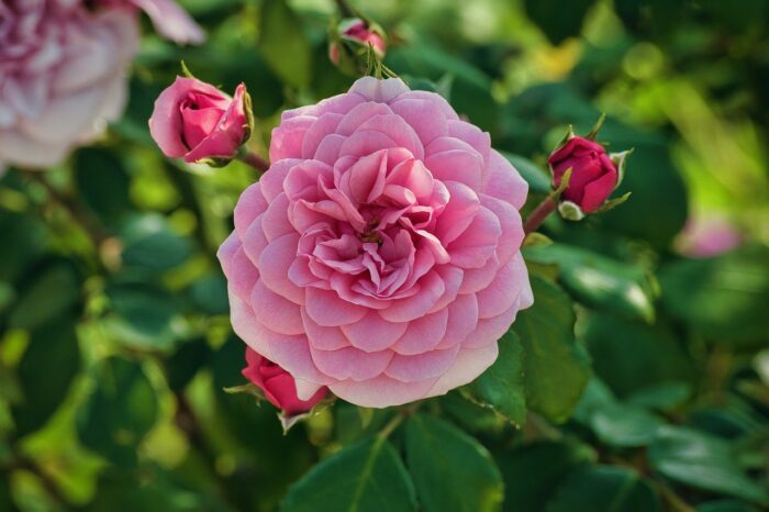SECRET DE ROSE