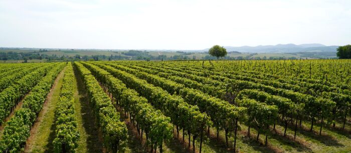 VIGNOBLE ET MUSÉE GALLO-ROMAIN