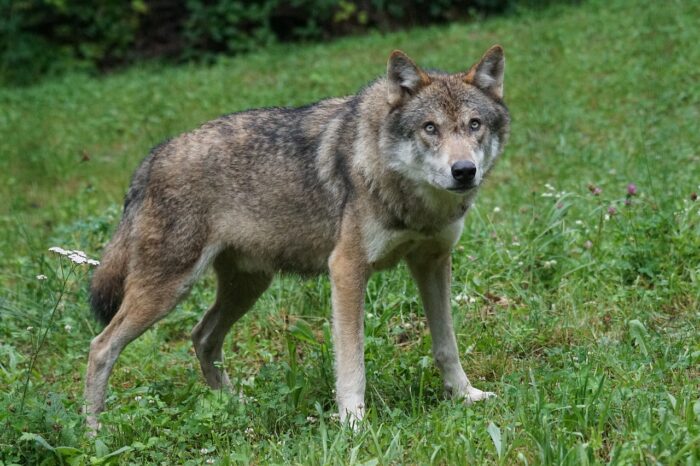 PARC DES LOUPS ET LA BÊTE DU GÉVAUDAN