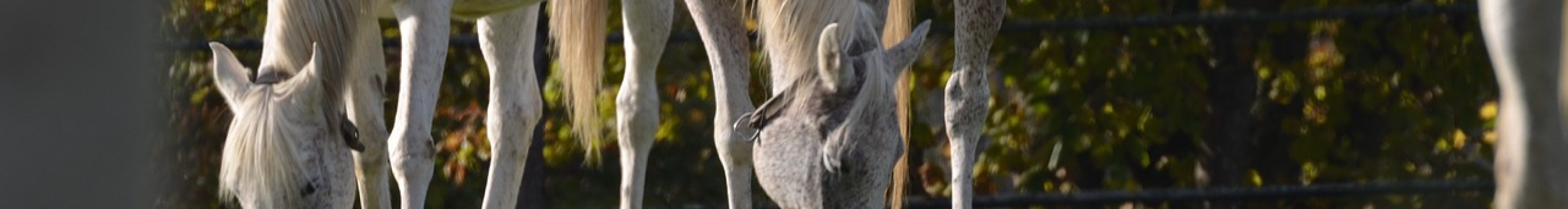 horses-7228554_1280