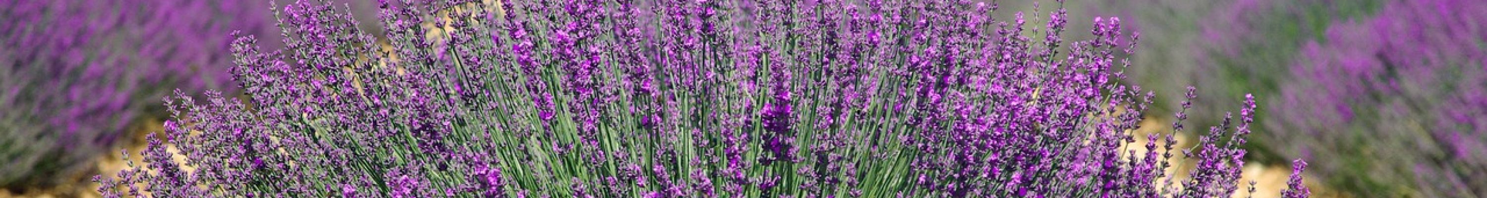 lavenders-894919_1280